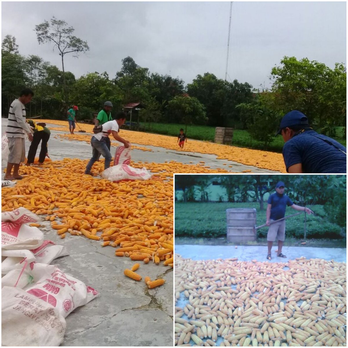 kotaindramayu's tweet photo. RT @Ditjen_TP_News: Panen Jagung program Pajale di poktan LMDH ds. Jatimunggul kec. Terisi, Indramayu. https://t.co/O17f5CGDPB #kabarIMY
