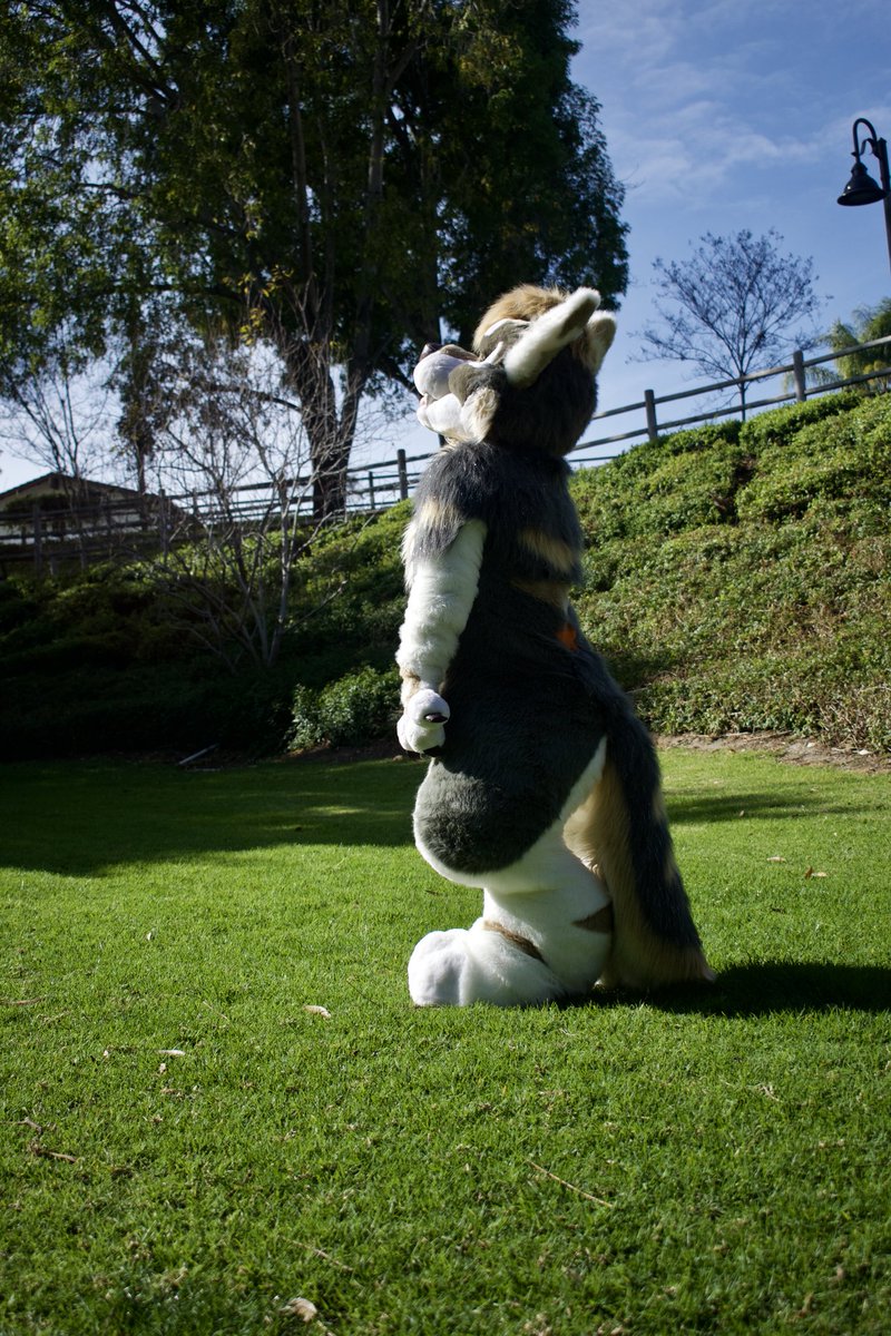 hello_helmsie's tweet photo. she surveys her land 🌲🐺
📸: @ottydu https://t.co/l5gcQ2pUrv