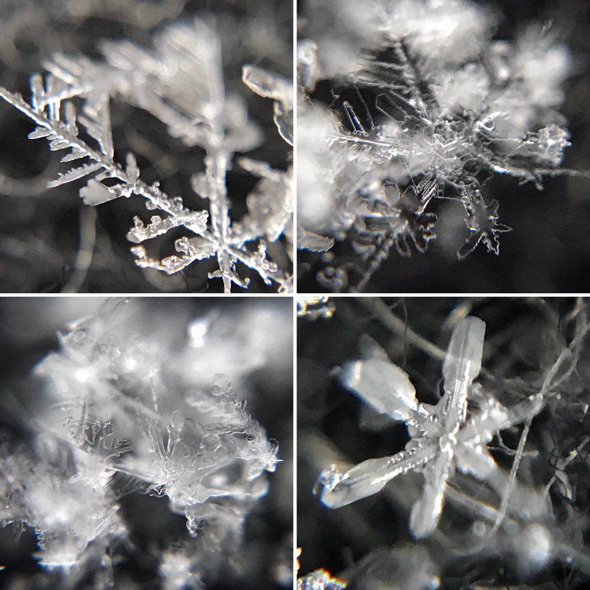 kaoreilly's tweet photo. Snow days...chaotic flakes #snowflake #snowflakemacro https://t.co/mBAWpeCjaE