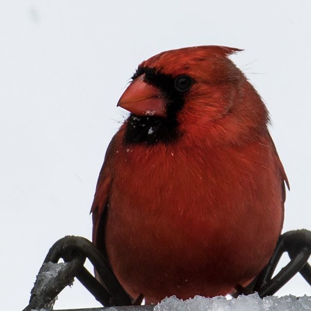 Snow cardinal #crevecoeurcamera #7dmarkii #7dmark2 #canonusa #canonphotography #birdsofinstagram #southwestillinois #scottafb #patriotslanding #veteranphotographer #100_400_l_is_ii #snowbird #birdphotography #birdwatching #ilovebirds ift.tt/2HwsDz4