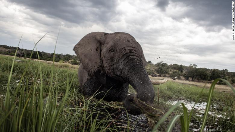 CNN's tweet photo. About half of all plants and animals in 35 of the world's most biodiverse places are at risk of extinction due to climate change, a new report claims. https://t.co/bEGhiaiFHL https://t.co/WzCLcTyWw8
