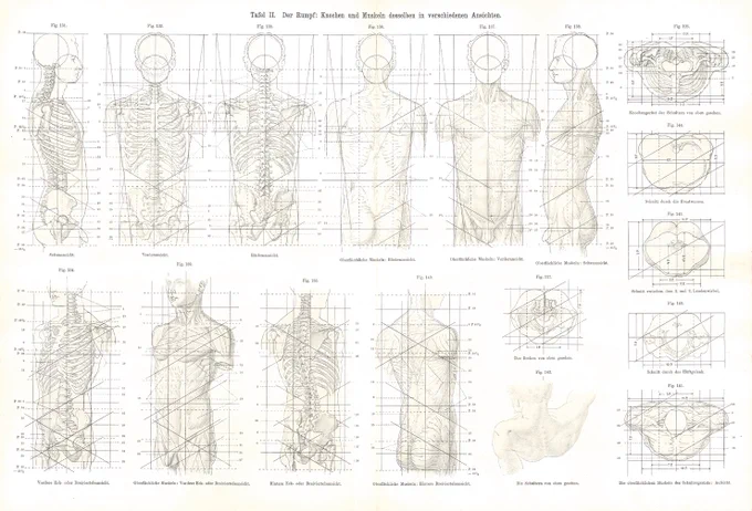 ドイツの彫刻家オットー・ゲイヤー(Otto Geyar)による美術解剖学書(1902)。ほとんどの図にガイドが引かれている。堅苦しいなと思ったが、よく見ると後世に影響を及ぼした捉え方もいくつかある。こうした過渡期の作例からは、人体への飽くなき探究心を感じるなぁ。 