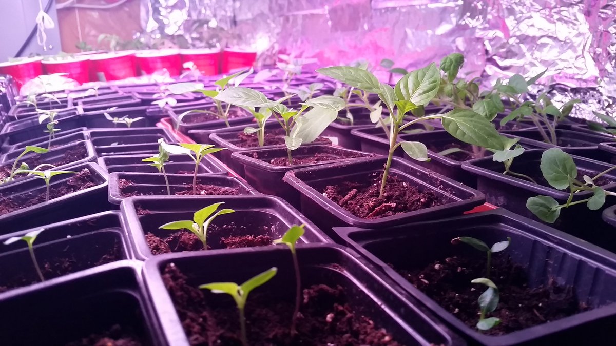 Matt_K___'s tweet photo. I might need to expand the garden. 64 #Pepper seedlings, 8 hot & 3 mild varieties. #reaper #habanero #portugalhot #tobasco #Chili #jalapeΓ±o #bigred #cyclone #redroaster #sweetyellow #sweetred https://t.co/BPYhF8MBeJ
