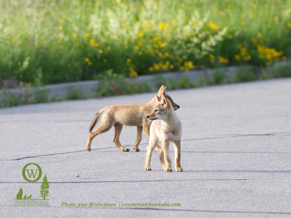 Please consider the wildlife you may encounter while walking with a family pet. A leash works to protect your #dogs & #wildlife. #pupseason #coyote #pups #respectnature #iamcwc #canid #nature