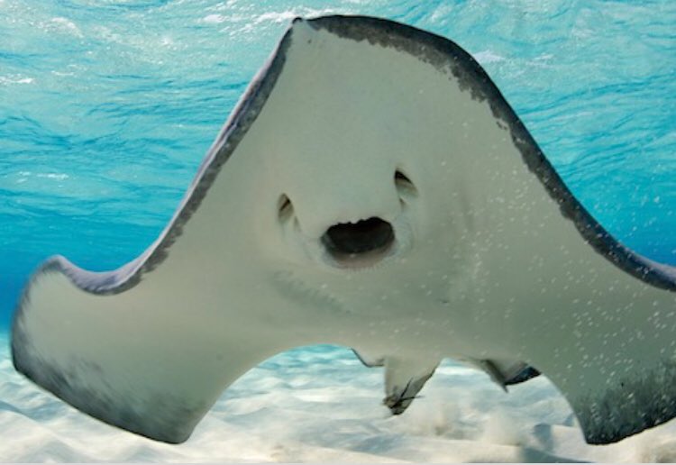 kerilynking's tweet photo. Is anyone else super freaked out by #stingray faces? #topicalquestion https://t.co/P6Xe2SiFwr