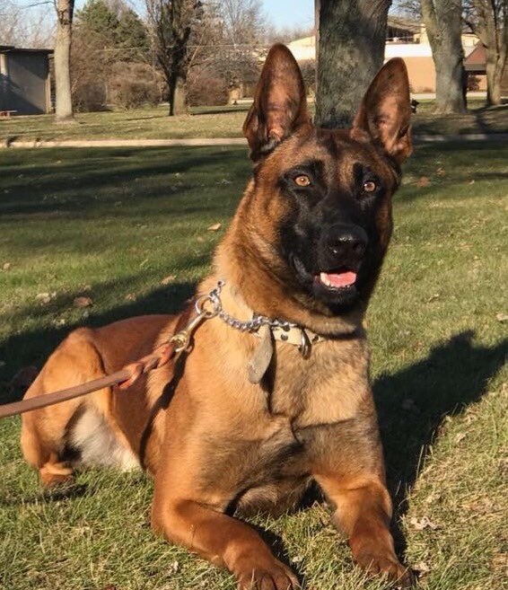 Fishers_Police's tweet photo. FPD K-9 Stanley finds chasing criminals entertaining, but he would rather you follow the #9pmroutine and #lockithideitkeep #hardeningyourtarget so criminals have less reason to visit @FishersIN https://t.co/57SpwyGpbZ