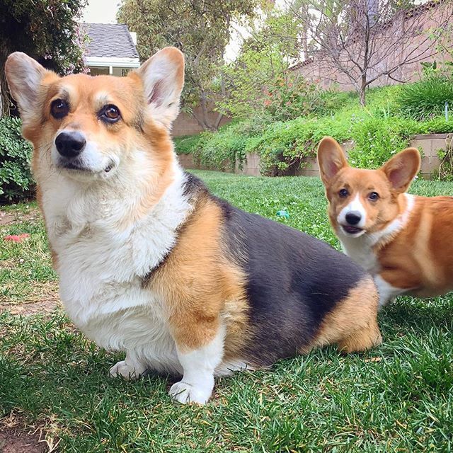 corgi_zero's tweet photo. Happy #TwoCorgiTuesday from me and the #photobomb queen @lucygooseycorgi! The only way to get a picture with us together is to catch her trying to sneak up on me!
#SneakAttack #PrincessAndThePooper #ATaleOfTwoCorgis #MasterAndApprentice #MiniMe https://t.co/KvvXjnijUl https://t.co/zdxZHaydwB