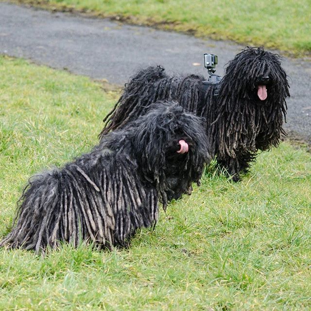 ZebPuliZeb's tweet photo. It’s the late edition of #tongueouttuesday so we’ve got a double helping .
#timeline #hungarianpuli #puli #hungarian #dogphotography #doubledreads #gopropuli #magyar #poochilicious #petsofinstagram #doggo #dogsofmanchester https://t.co/CZBJ9thShs https://t.co/aqeTlegZmF