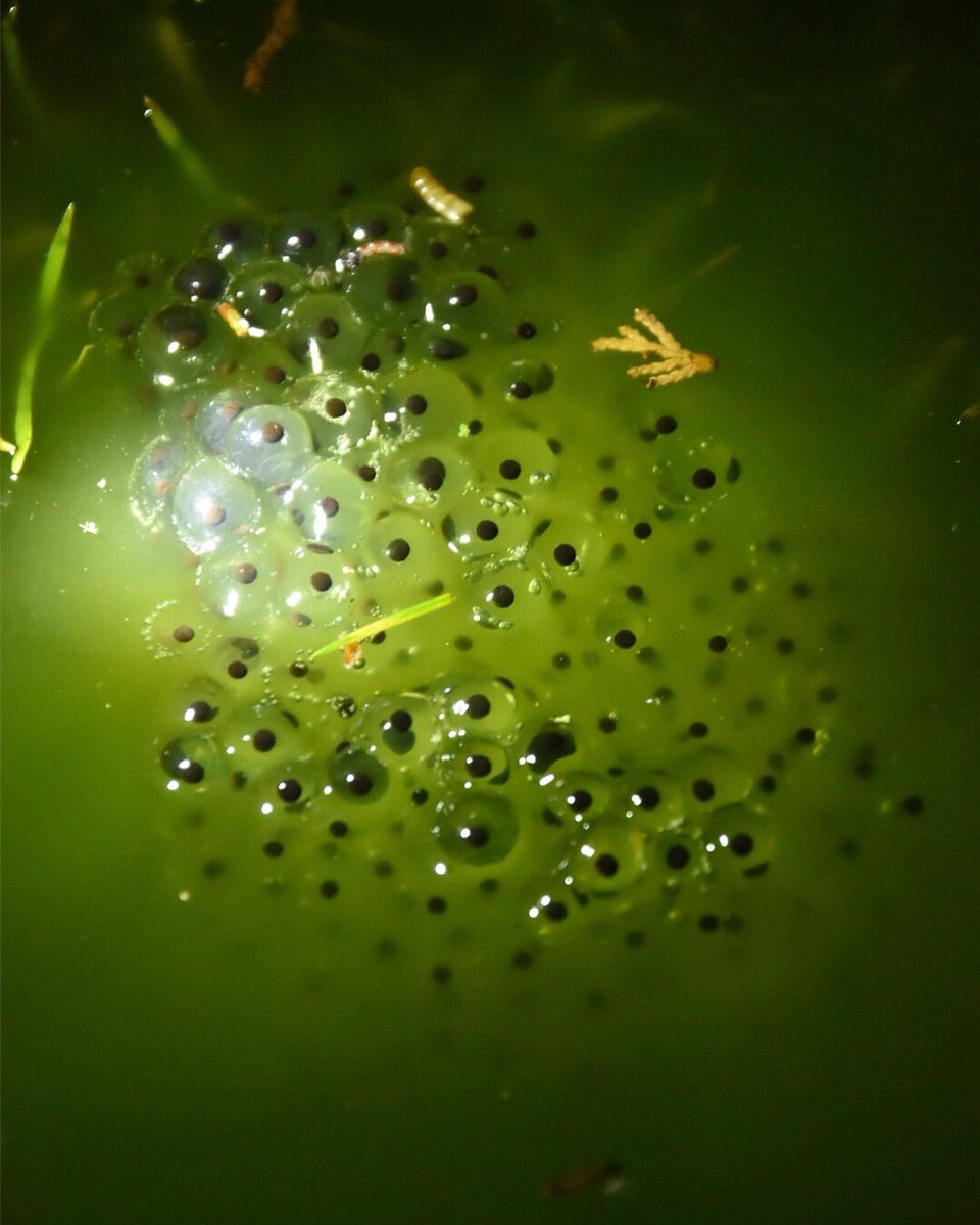 Garrett_Design's tweet image. First spring for our pond and within 4 days of seeing the frogs out of hibernation we have spawn! 🐸 @RSPBintheEast @wildlifebcn @NatureUK @WildlifeMag
