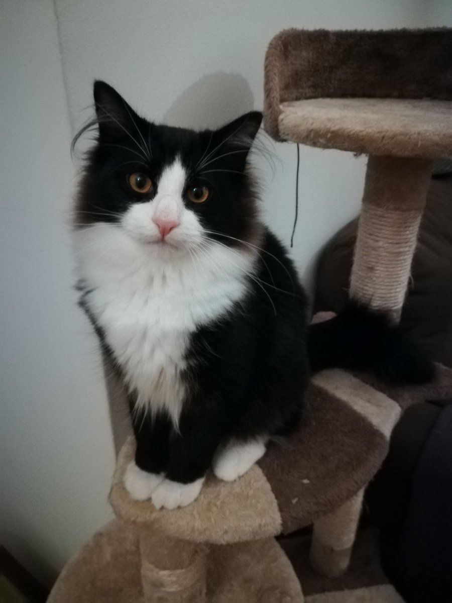 Ariannasaurus's tweet photo. Taking this handsome teen to get neutered tomorrow. I know he's in good hands but can't help feeling anxious for him, the way I did for Misha 5 years ago XD
Anyways my baby boy is now 6 months old. I can't believe how big he's getting! 😭🖤 #FlokiTheCat https://t.co/UG7Gk8PKZd