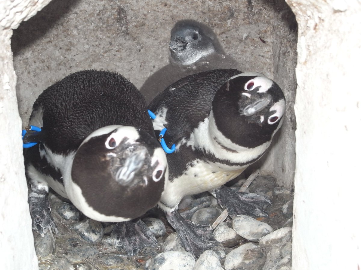 おはようございます。 先週水曜に続き、ケープペンギンの巣穴の中を