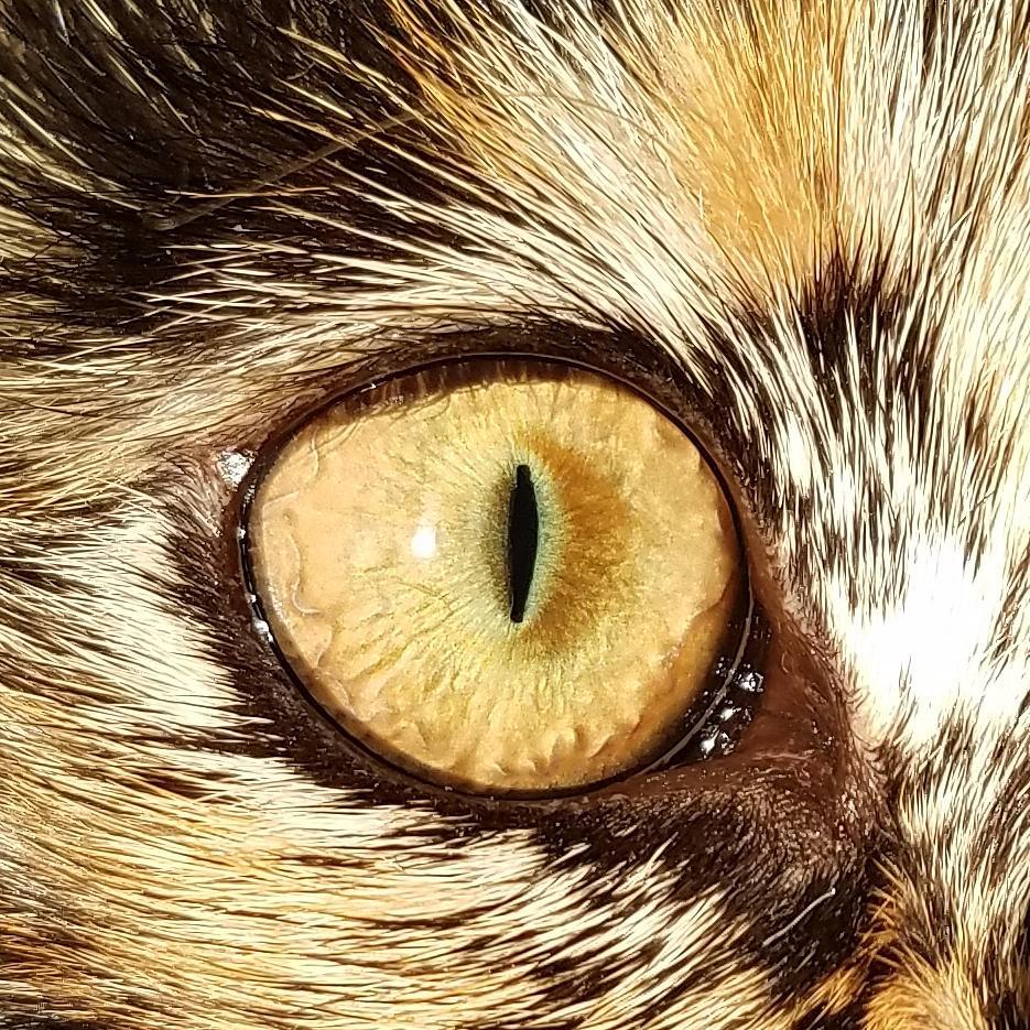 palustrine's tweet photo. Is it Ripley or Sauron? #BlogPawsChat #OneRingToRuleThemAll #ForFrodo #Boop https://t.co/4VEwDnFrDk