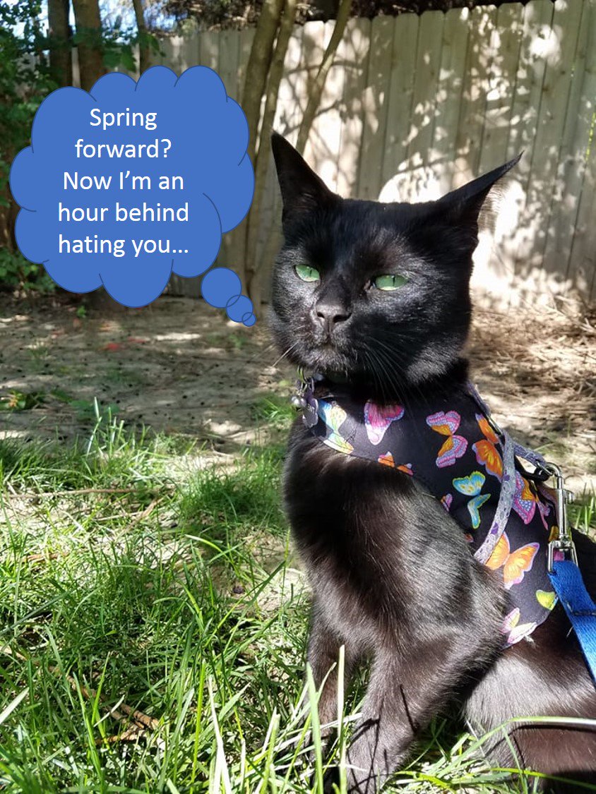 palustrine's tweet photo. The time change is hard on everyone, especially pets. It throws off their entire schedule! #BlogPawsChat #WhatDidIDoToDeserveThis #WhyWontYouLoveMe #YouLookAdorbsInYourHarness @maggiemarton https://t.co/uLKaaZX7VP