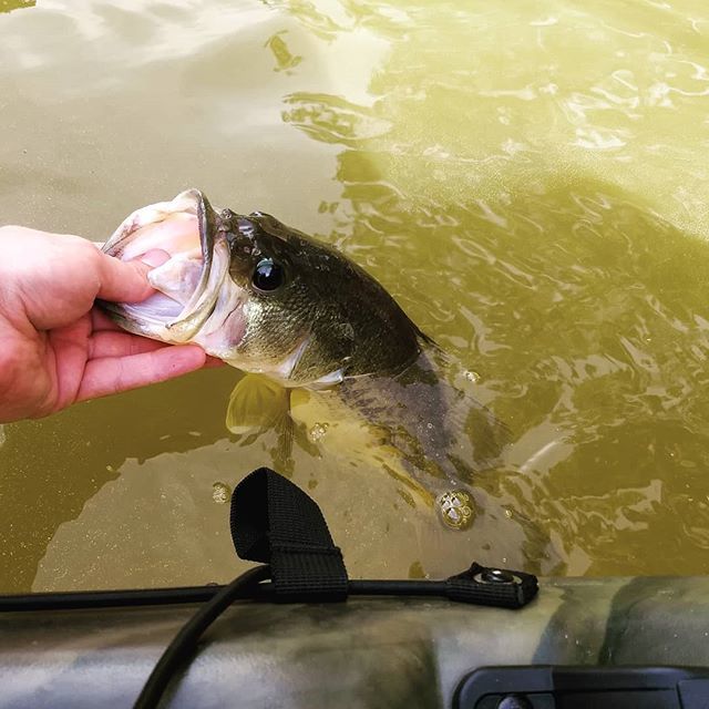 CrouchOutdoors's tweet photo. Let em go let em grow! #fishing #bassfishing #texasfishing #texasangler #texas #lmb #largemouthbass #kayak #kayakfishing #kaf #keepaustinfishing https://t.co/Z1UDL5lwQL
