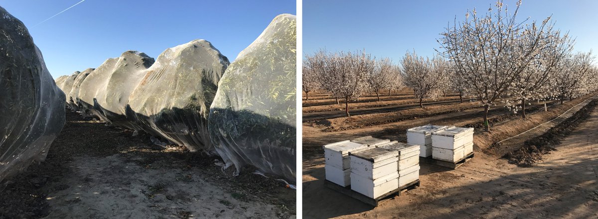 One more bee comment-near Sanger, CA noticed one side of road had bee hives to pollinate almonds and the other side netting to keep bees off self-pollinating mandarins (bees cross pollinate resulting in seeds) - hived honey bees are more an ag-tool than an ecosystem service