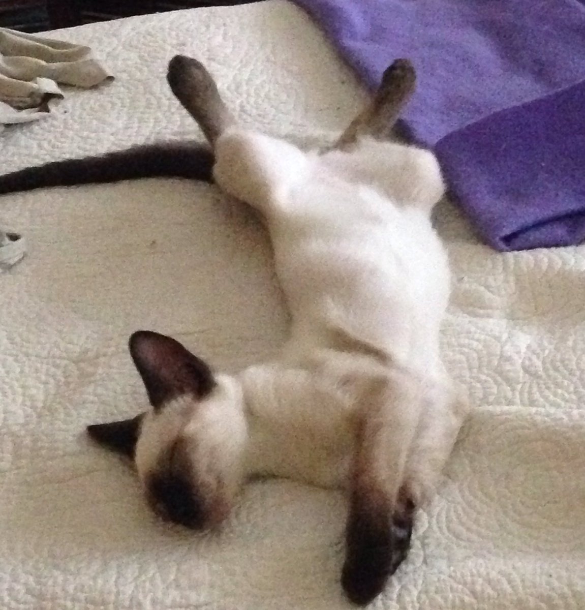 adelcentauro's tweet photo. Mi gato Ulises los lee asi https://t.co/o2YSz55mKb