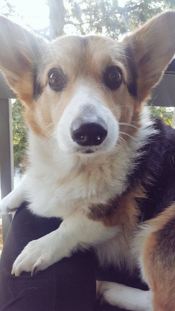 GordonFetcher's tweet photo. I #loveyouforever Doc! #mypet #mansbestfriend #retired #seattle #corgi #corgisofsnapchat #mydogismyhero #dogsoftwitter #stumpylegs #cute https://t.co/BMULlB8dd4