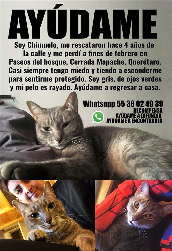 MascotaCoyoacan's tweet photo. #EXTRAVIADO en Querétaro gris rayado. Su dueño está en Francia desesperado porque su gato se escapó de casa de su mamá.

Por favor compartan para que regrese a casa! Y si conocen gente en Querétaro por favor etiquétenla! https://t.co/ofiHVlO8D4