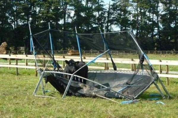 dave_drm's tweet photo. Leave it to a beef cow to ruin your day... https://t.co/YO4a0fClkR