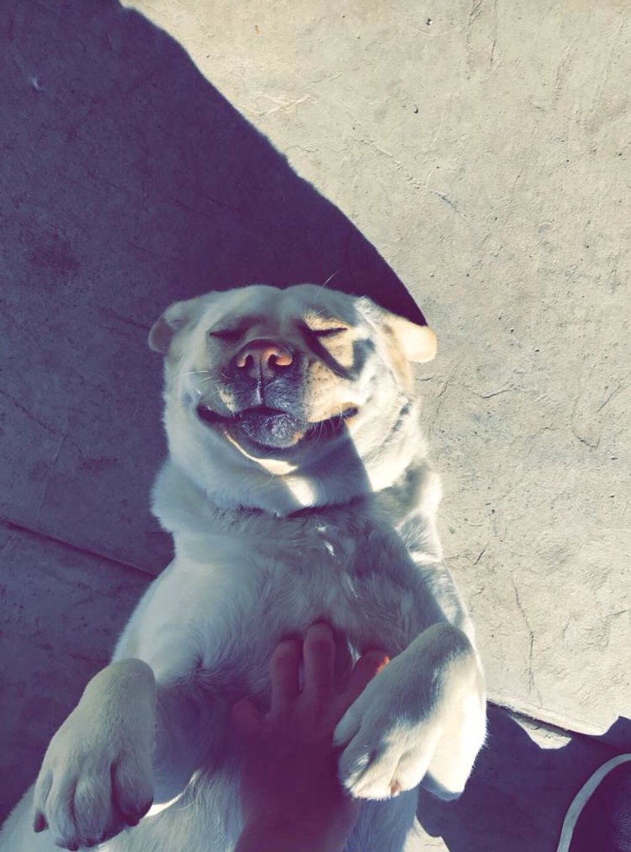 morgopetrusha's tweet photo. When bae rubs your belly... https://t.co/mr0SUCP7Io
