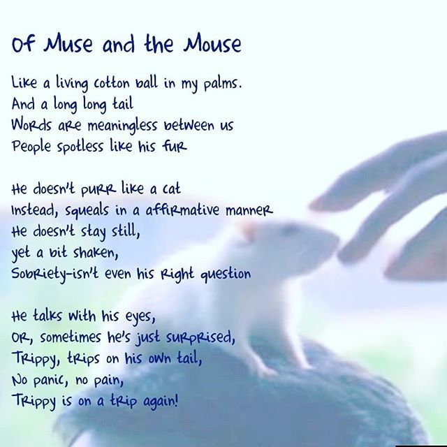 pandey_pundey's tweet photo. Of Muse, mouse and masters!
#wordsNotPeople #LeaveNoStonesUnturned #TrippyTrips #pets #mouse #NoUse #rhymes #muses #IndiaStudents #CelebrateThyMentors #Mentorship #AnswersWillLeadOurWay #TheGreatestStoryEverTold #ReadyForGrandness #ReporterDiary #LossOf… https://t.co/3jG80uLlfe https://t.co/D1UxeyU71V