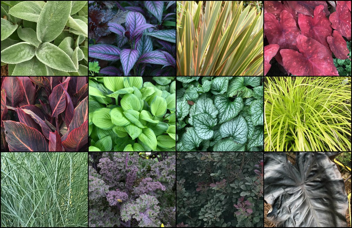 #Flowers aren't the only way to add color to a #garden. See this slide and over 150 more in my talk at the #BostonFlowerShow about how to create beautiful plant combinations - this Saturday at 3:30pm at the Seaport Convention Center: bostonflowershow.com/events-activit… #gardendesign