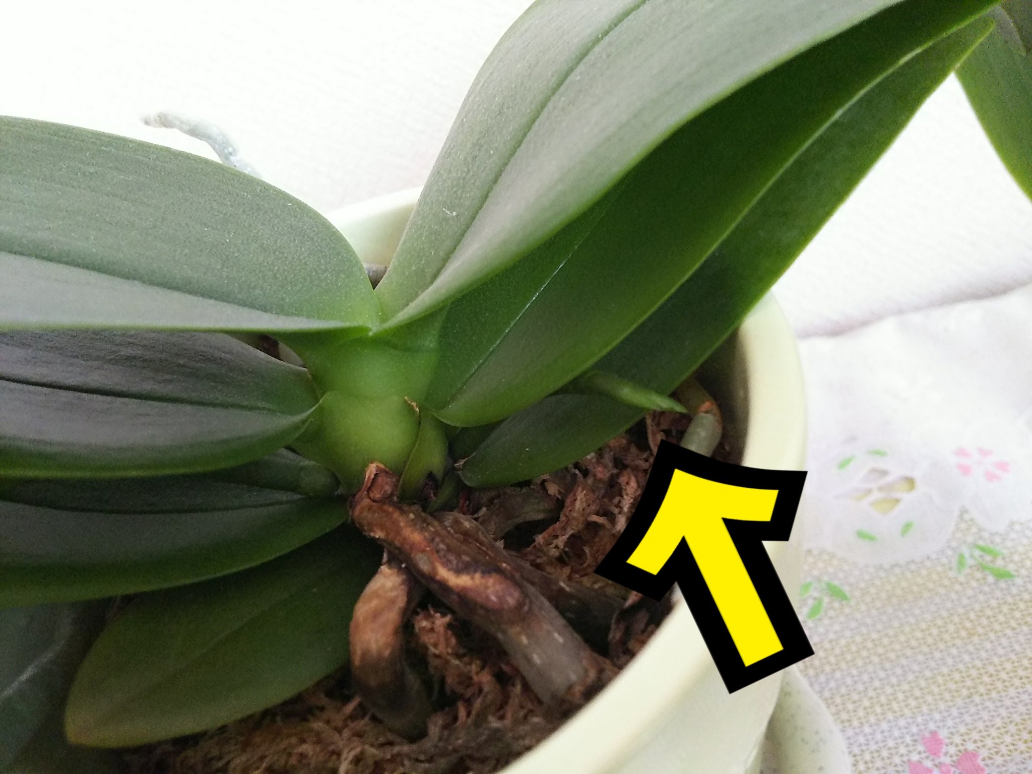 تويتر Masakichi على تويتر 1年前程に買ってその時から出ていた胡蝶蘭の芽 全く大きくもならなきゃ枯れもしない これ まだ成長するんすかね 胡蝶蘭 胡蝶蘭の育て方 T Co Ailorhrpzv