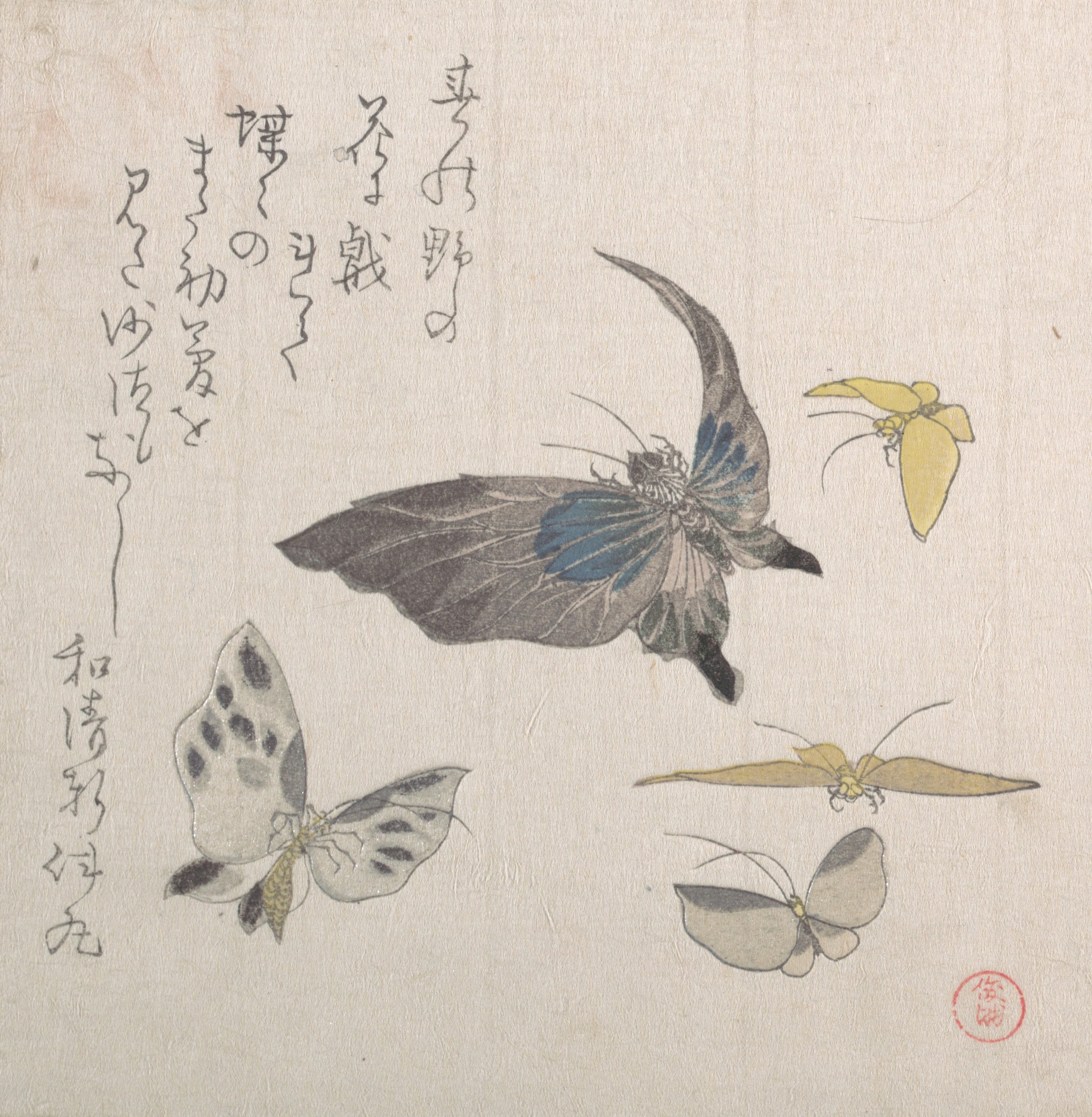 Exquisite Butterflies