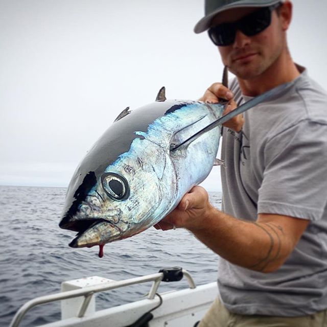 #Fishing #Albacore #Albacoretuna #Fishing #Pnw #Tunafishing #Footballs #Sushi #Sashimi #Northriver #Northriverboats #Trolling #Yellowfin dlvr.it/QKwzRx