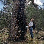 School VLS Murdoch (@vetlifescience) on Twitter photo A team of <a href="/MurdochUni/">Murdoch University</a> and international researchers are developing a new framework to help land managers be proactive in their approach to climate-change driven forest mortality. Such frameworks are vital to look after the future health of our #forests. ow.ly/FFym30iNDvZ A team of <a href="/MurdochUni/">Murdoch University</a> and international researchers are developing a new framework to help land managers be proactive in their approach to climate-change driven forest mortality. Such frameworks are vital to look after the future health of our #forests. ow.ly/FFym30iNDvZ