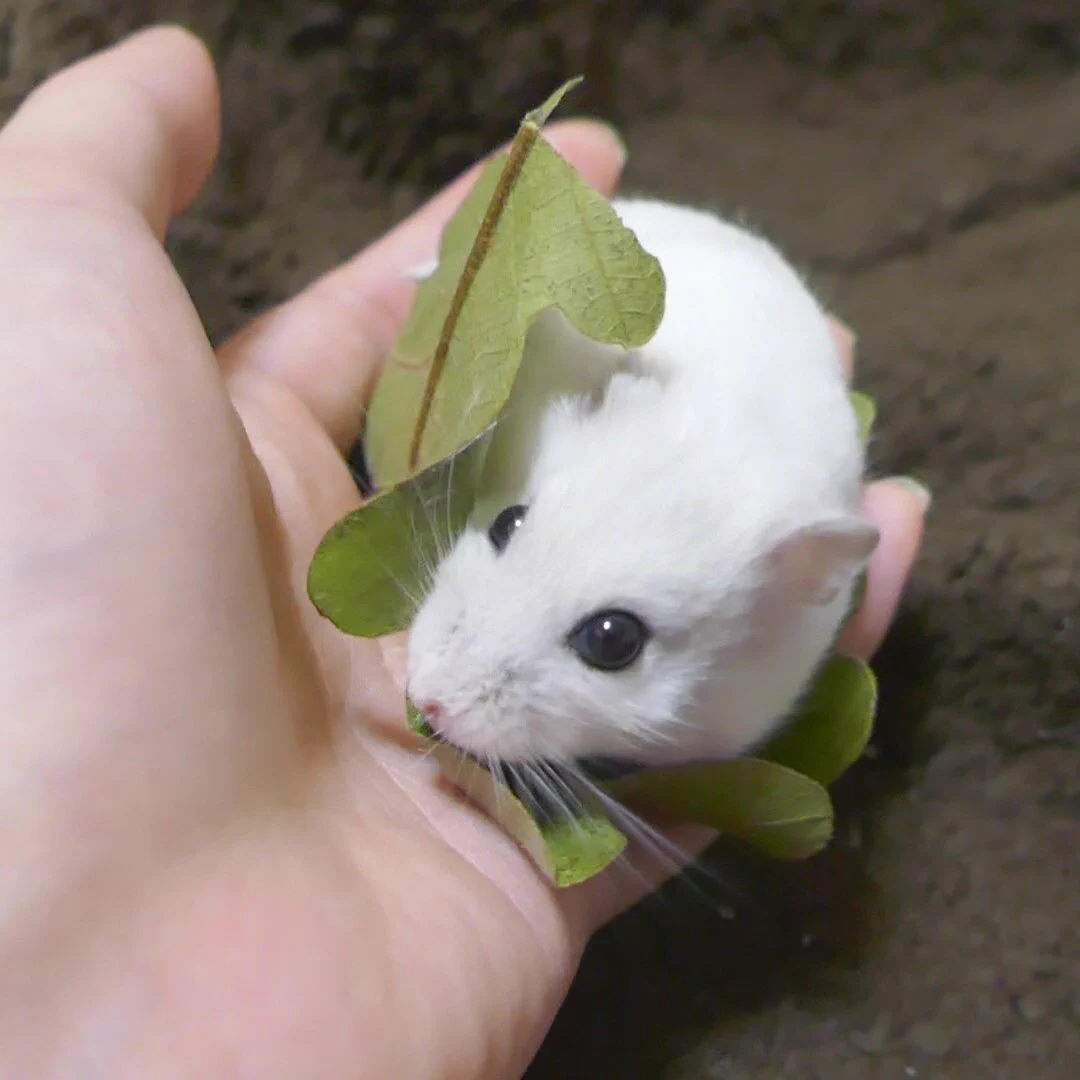 本物かと思ったｗｗ桜餅風の白色のハムスターが可愛すぎるｗ