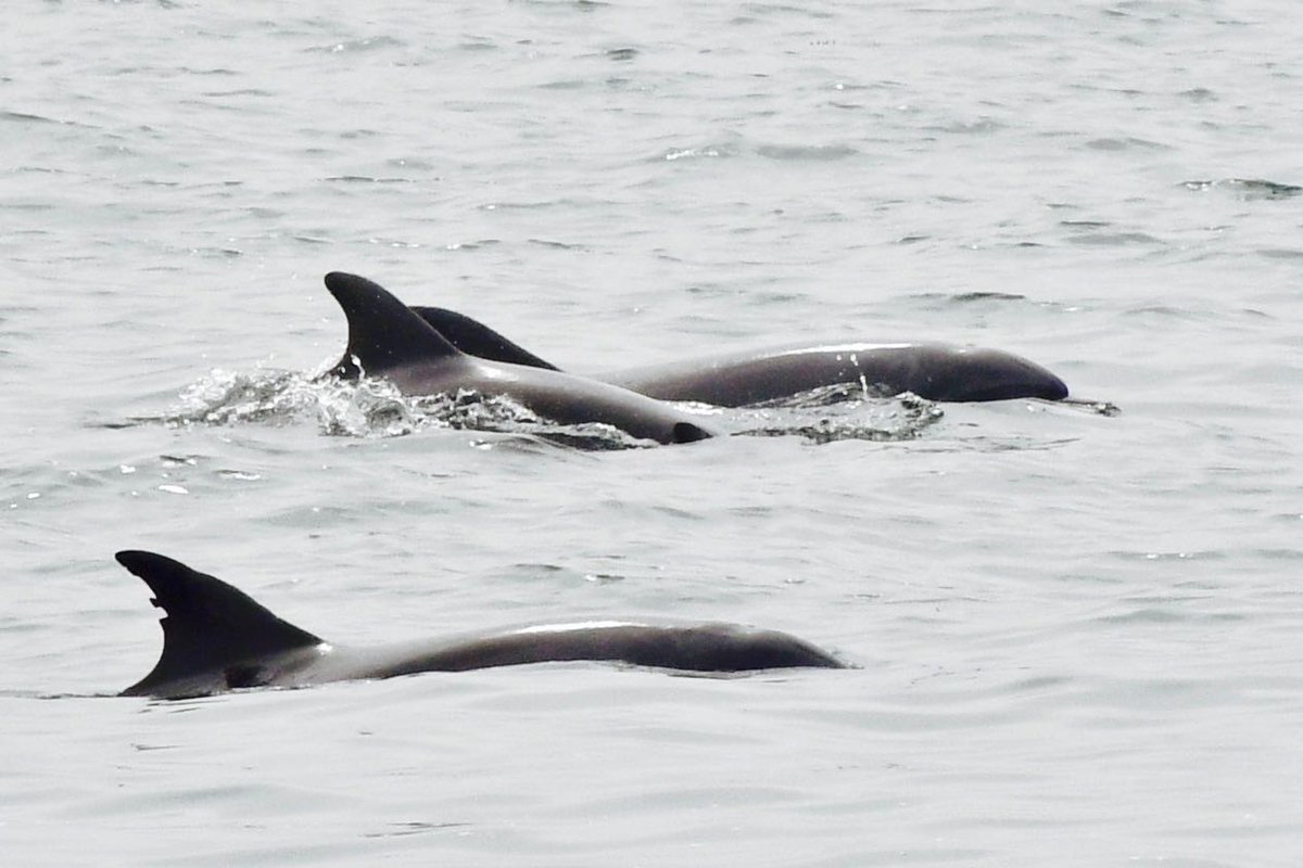JulieEllerton's tweet photo. Playtime for Dolphins,Malibu!
Imagine diving w @MalibuDivers & seeing this show?!
#Dolphins #Malibu #somethingtosmileabout #dolphinsplaying #Malibumagic #freedomoftheseas #freedom #soulfood #beachlife #ocean #marinelife #beachlife #oceanconservation #playtime #mayijointheparty https://t.co/K6FIpdSSnZ