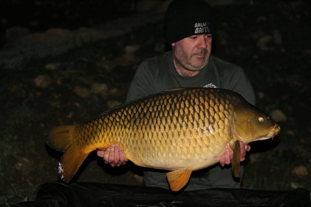 lake_reviews's tweet photo. Paul opened his account here at Dream Catchers Lake with a lovely common weighing in at 31lb 4oz #Dreamcatcherslake #Freelinemagazine #Bigcarppromotions https://t.co/SPLMBZR6px