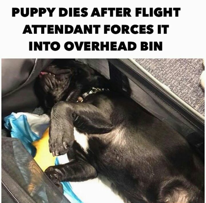 MBench5's tweet photo. @united What the hell do you have to say about this? This is beyond any words right now! I have never been so livid in my life! How could you let this happen? I will never fly United! This is absolutely heartbreaking! Shame on you!!! https://t.co/6ndQsXglyQ