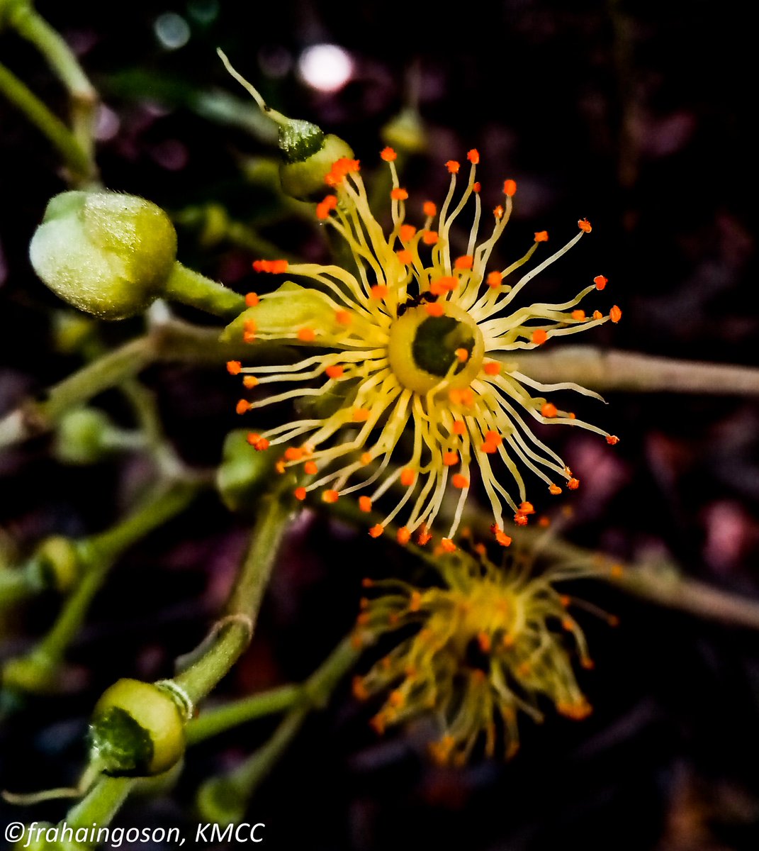fabrahaingo's tweet photo. flower of Rhopalocarpus similis #Sphaerosepalaceae one of the 5 endemics family in #Madagascar observed in #Ankarafantsika_NP #KewQMULMSc @TeamKMCC https://t.co/2b09ZrStBp