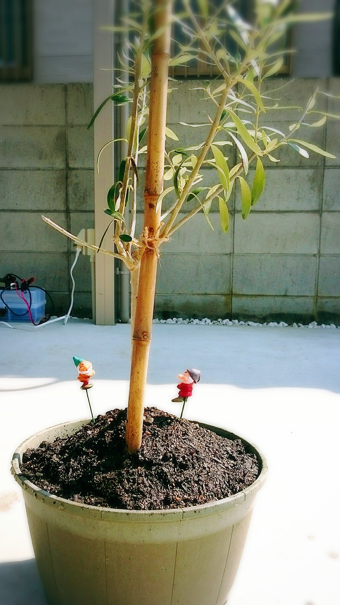 チプレッシーノ Twitter Search Twitter