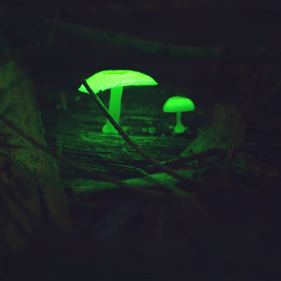 #Glowing #fungus from downunder! #Glowingmushrooms