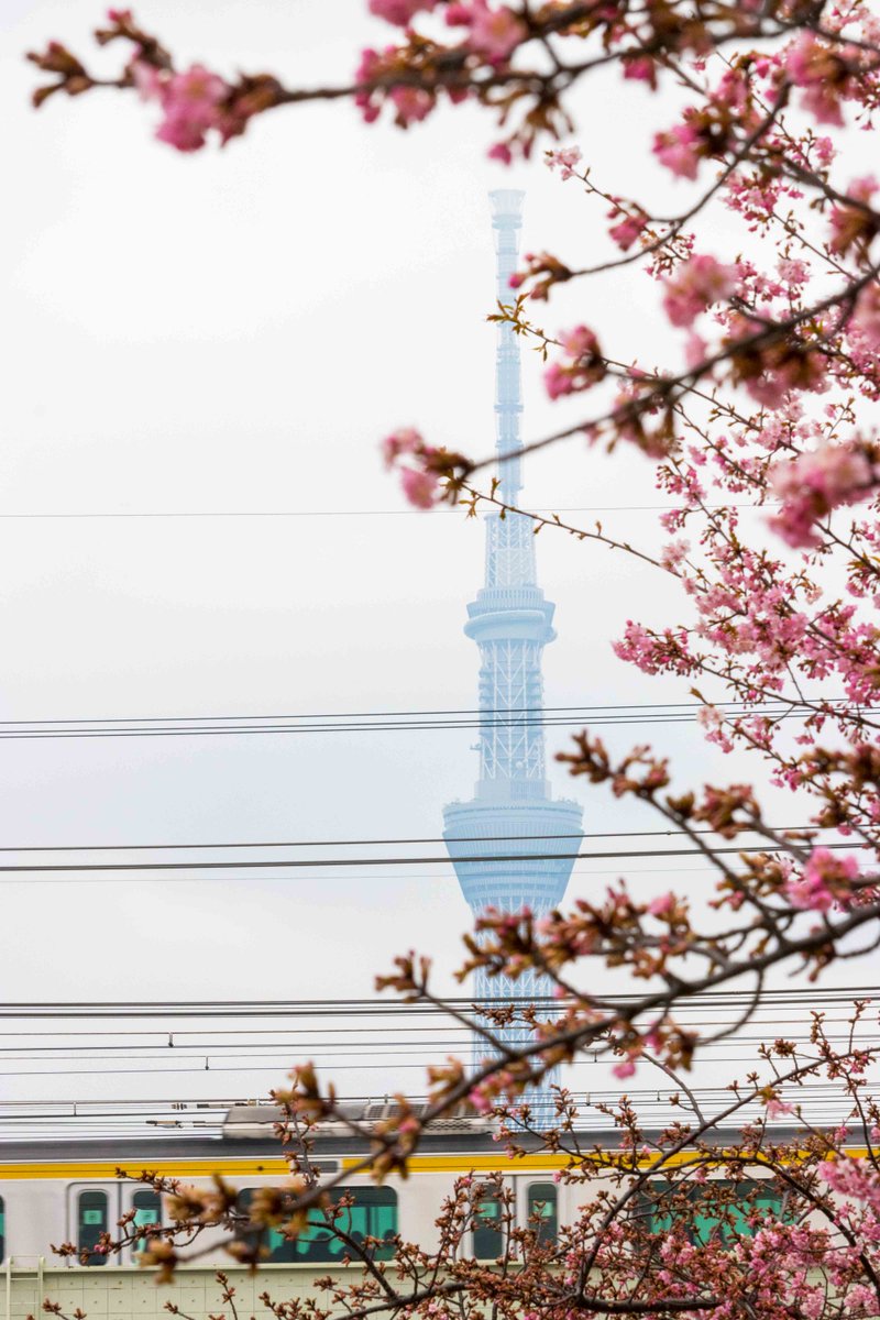 区 桜 江戸川 河津