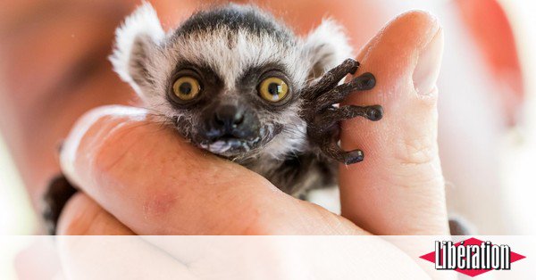 libe's tweet photo. La moitié des espèces des régions les plus riches en biodiversité sont menacées d'ici à 2080 https://t.co/Hdx68pVPlE https://t.co/Evow3VtEK8