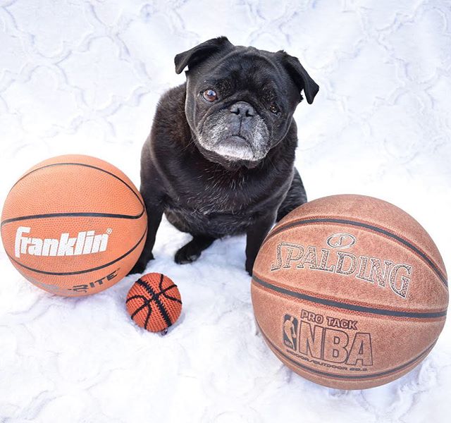 nursenebbie's tweet photo. #farteaters💨 #smilingpugs #nursenebbie #rescuepugsofinstagram #snugwithpug #blackpugoftheday🖤🐾 #seniorpugsofinstagram #marchmadness🏀 https://t.co/mCyjugzurZ