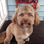 あれ、なんか人間感がすげえなwまさにリアル人面犬の犬種がなんか怖いw