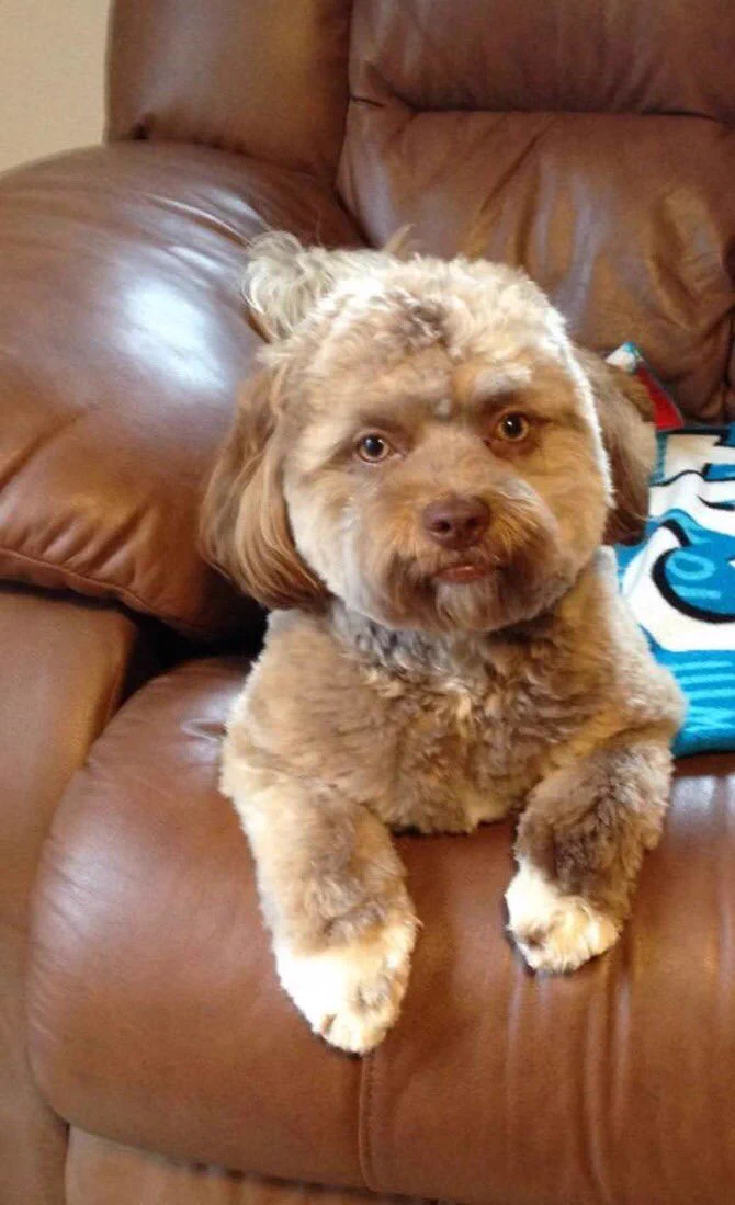 あれ、なんか人間感がすげえなwまさにリアル人面犬の犬種がなんか怖いw