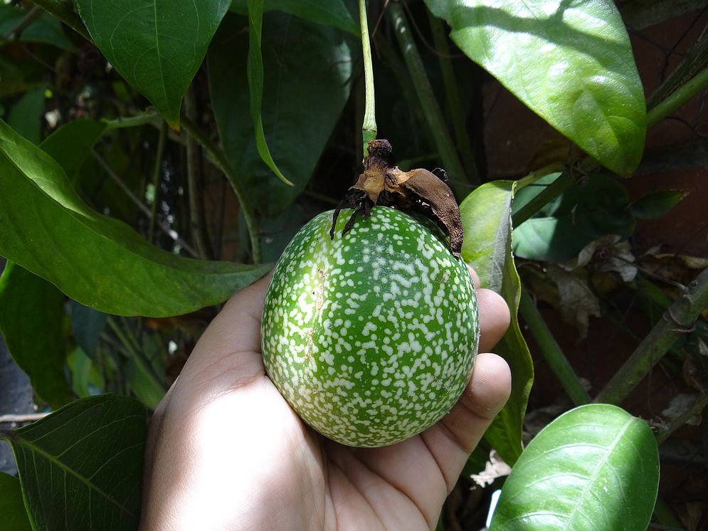 VRIUNAL's tweet photo. #CienciaUN Hallada nueva joya de la diversidad colombiana: 'Passiflora gustaviana' @UN_Palmira @CGIAR
📄#UNPeriódicoDigital: https://t.co/D0Ac1w2BMf
📃Artículo académico en #SystematicBotany @BioOneComplete @AmSocPlantTaxon: https://t.co/bdSl3ppofY
@PrensaUN @UNColombia #Unal https://t.co/Q9BcpH076O