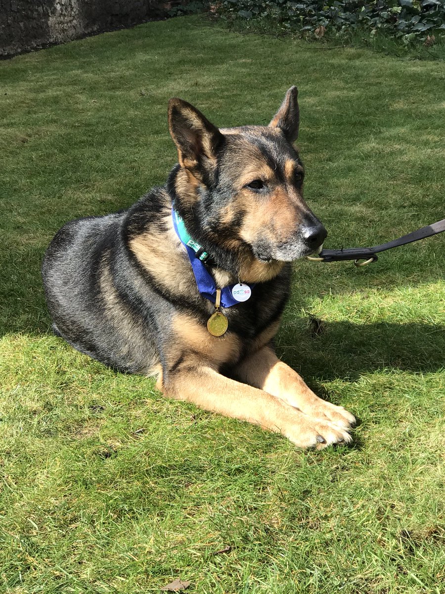 K9Finn's tweet photo. #FabulousFinn sat so proud with his gold medal 🐾 #PDSA100 #PetLife18 #Finnslaw #FinnForChange https://t.co/mI14d21F9d
