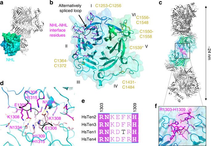Christine (@christinemieck) on Twitter photo Another structural paper out today. Elena Seiradake's lab @OxBiochNews X-ray & Cryo-EM on Teneurin. Since reading this paper, I am a huge fan of those exciting ancient cell-cell adhesion receptors. We got them from bacteria! Remarkable!!!
nature.com/articles/s4146… <a href="/NatureComms/">Nature Communications</a> Another structural paper out today. Elena Seiradake's lab @OxBiochNews X-ray & Cryo-EM on Teneurin. Since reading this paper, I am a huge fan of those exciting ancient cell-cell adhesion receptors. We got them from bacteria! Remarkable!!!
nature.com/articles/s4146… <a href="/NatureComms/">Nature Communications</a>