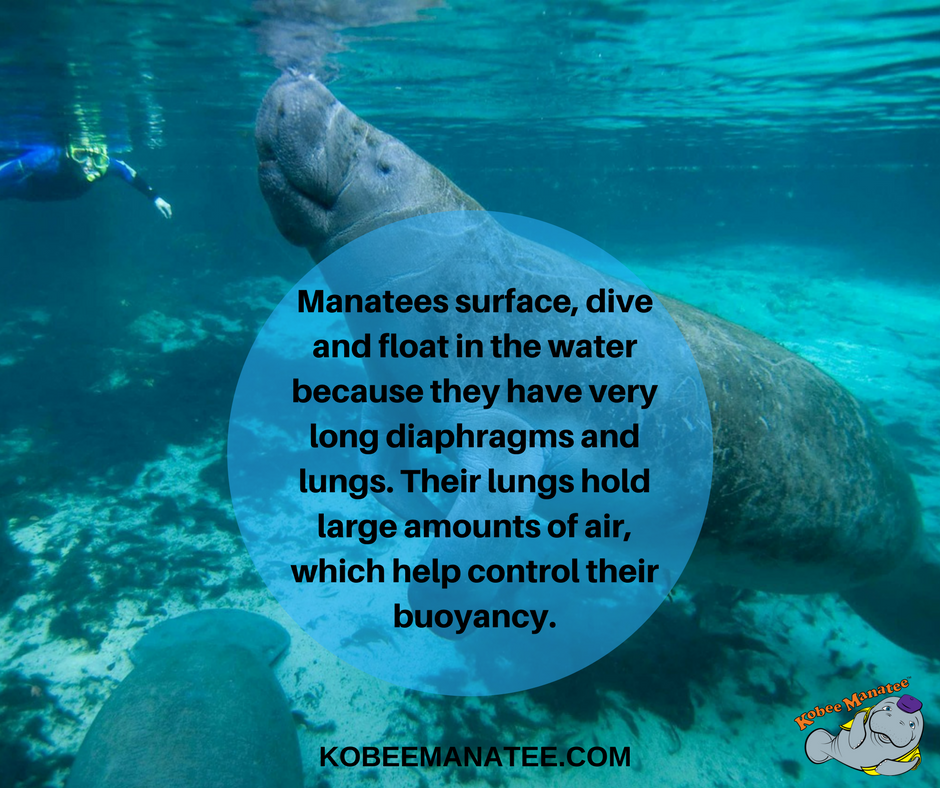 Kobee Manatee® on Twitter: Kobee Manatee® on Twitter: