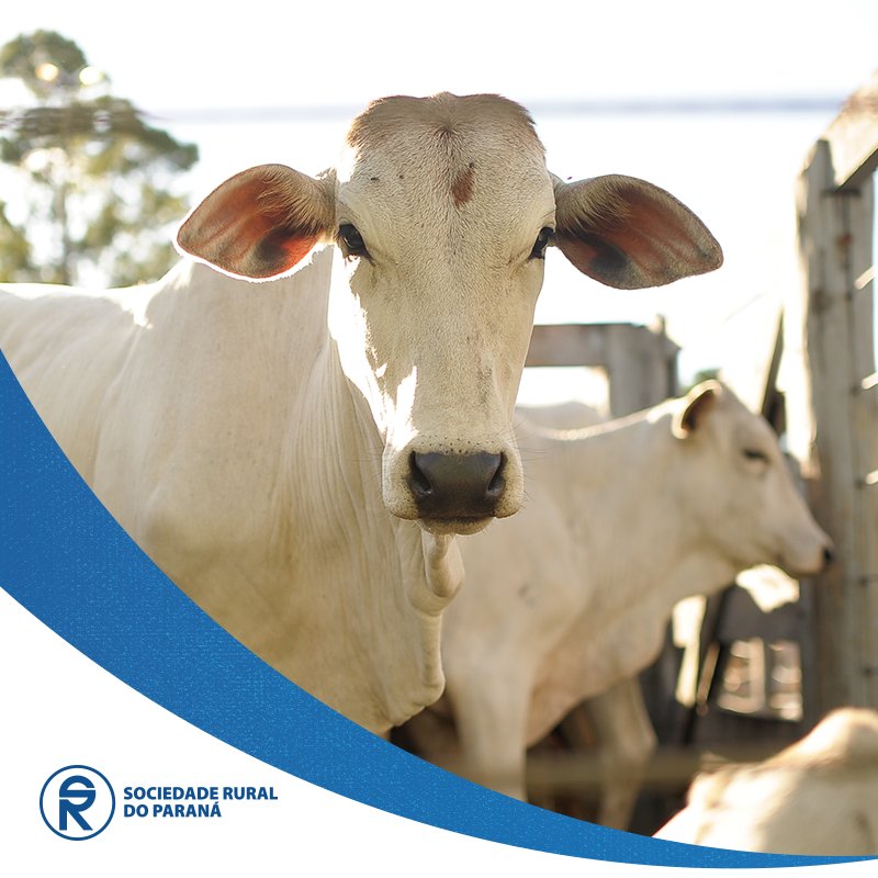 _srp_oficial's tweet photo. A SRP teve um importante papel no desenvolvimento da Pecuária Nacional. Tratados sempre com muito cuidado e carinho, os animais fazem parte da nossa história! 💕🐄🐂🐃💕 https://t.co/SZfVKIYO0a