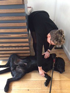 HappyNerves's tweet photo. Mambo came in for his sports massage this morning - Steff worked out the tension in his brachioradialis after his early 5 mile run. Hope you're following Mambo's lead and looking after your muscles and spines today, folks! #OurNewFavouritePatient #ABitStinkyThough #TheChiroCentre https://t.co/Rsf6fvPTmL