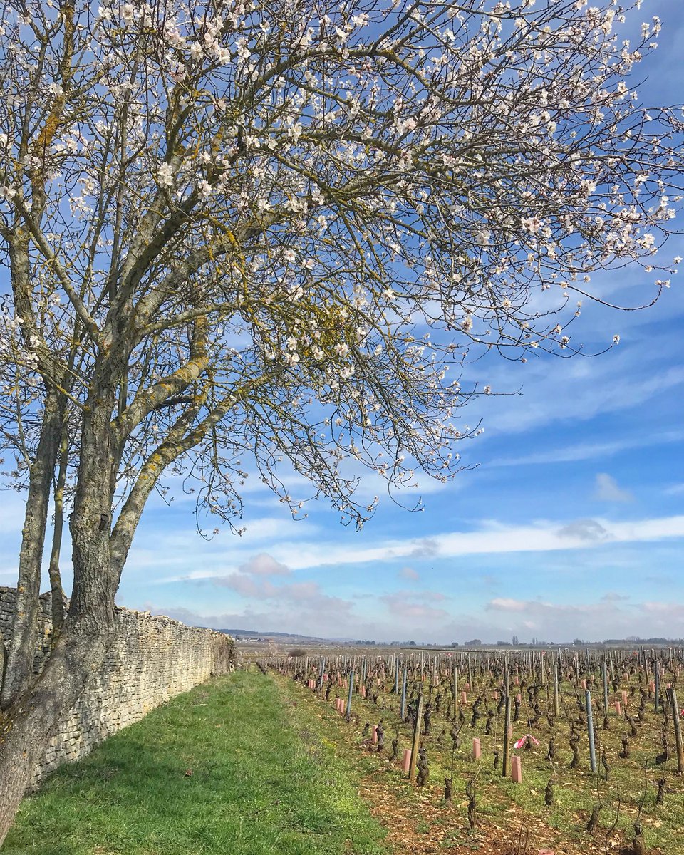 Climats de Bourgogne : le printemps ... #pointclimat #pointmététo #climatsdebourgogne #bourgogne #burgundy #murenpierresseches #unesco #welovebourgogne #igersbourgogne #grandsjoursdebourgogne