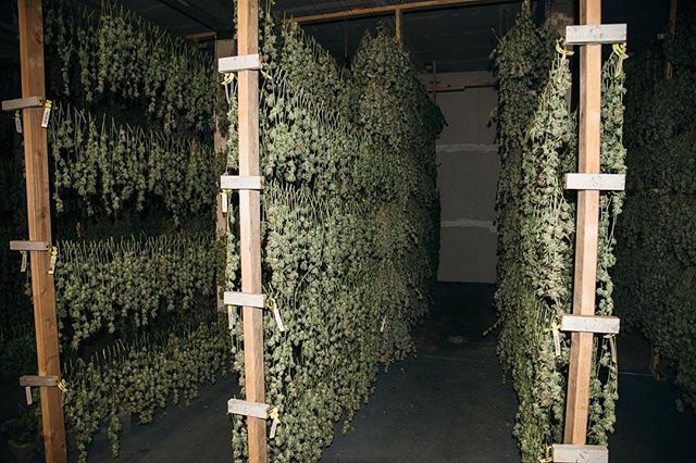 KushBoutique__'s tweet photo. Shop: https://t.co/bdU8ApJN0t #cannabis #vapefam #mmj #mmjpatient #kush #dank #medicated #cbdoil #420australia https://t.co/pkVllUlUv3